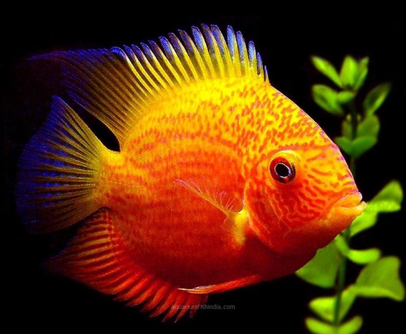 Red Spotted Severum