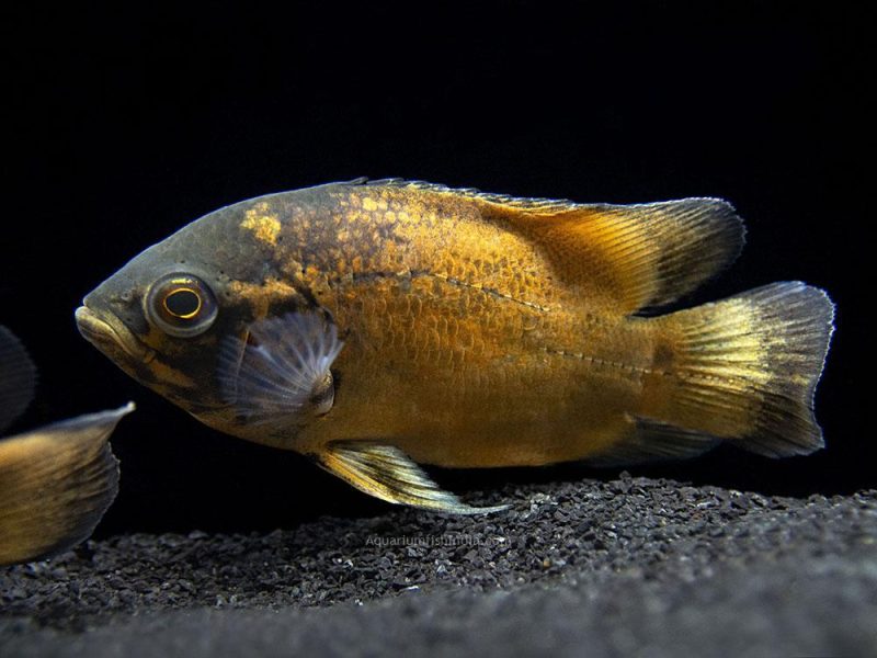 Copper Oscar Fish