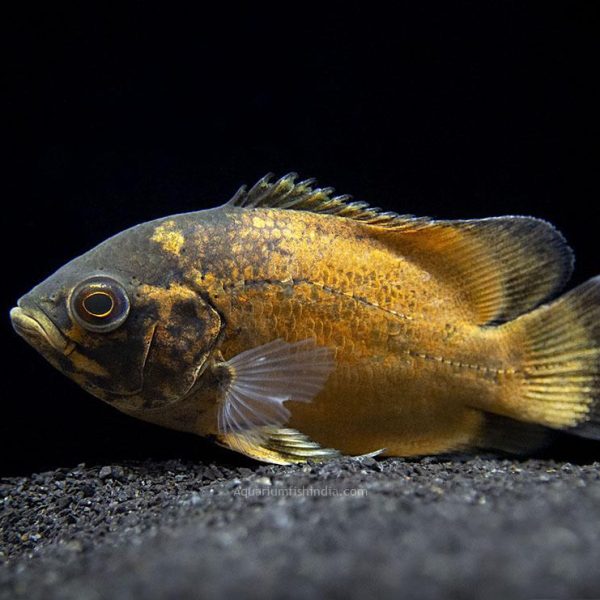 Copper Oscar Fish