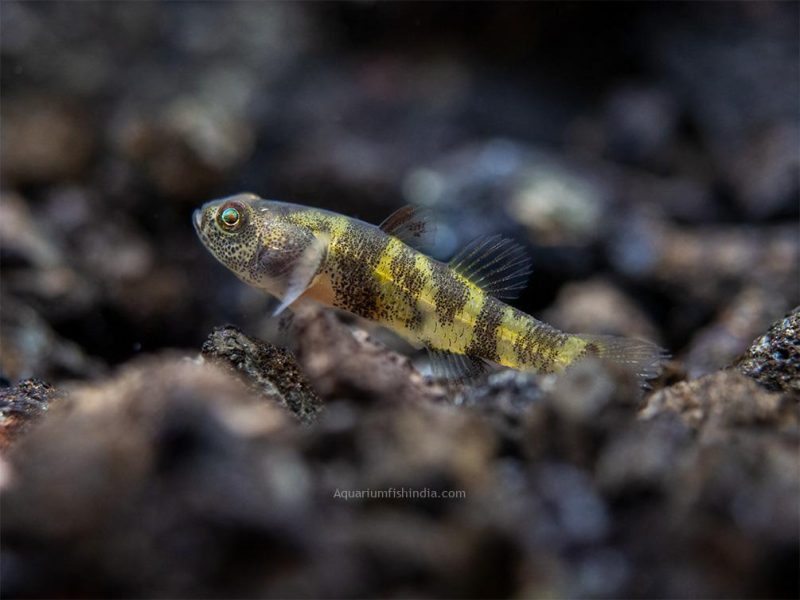 Bumble Bee Goby