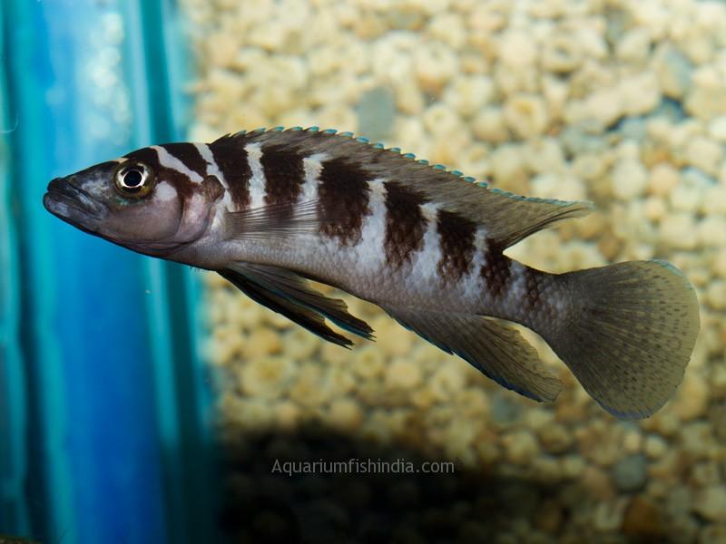 cylindricus fish 1