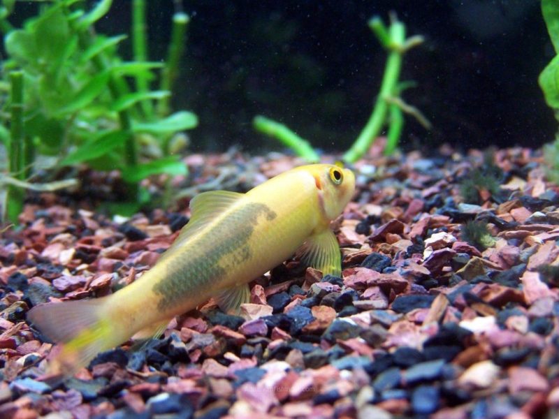 golden algae eater fish1
