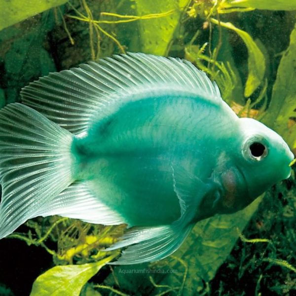 green parrot fish