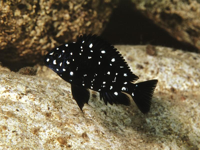 spotted duboisi cichlid1