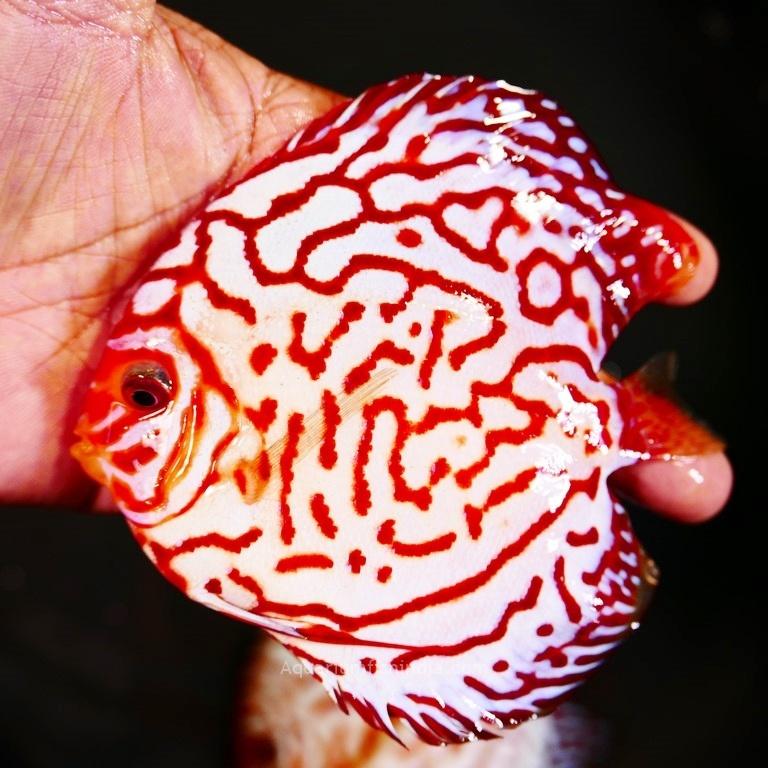 Red Eagle Discus, Wide Pattern