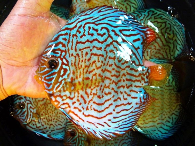 Blue Tiger Carnation Turquoise Discus