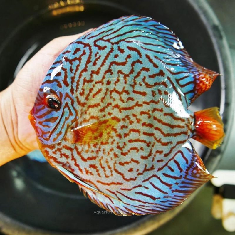 High Bodied Brilliant Blue Turquoise Discus