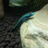 Freshwater Neon Blue Goby