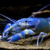  Freshwater Red Lobster
