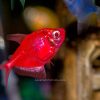 Starfire Red Glo Fish