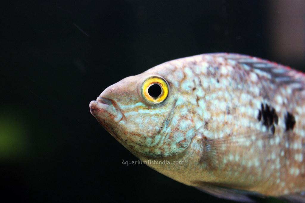 Texas Cichlid Aquarium Fish India