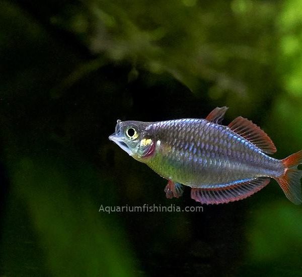Neon Rainbow Fish