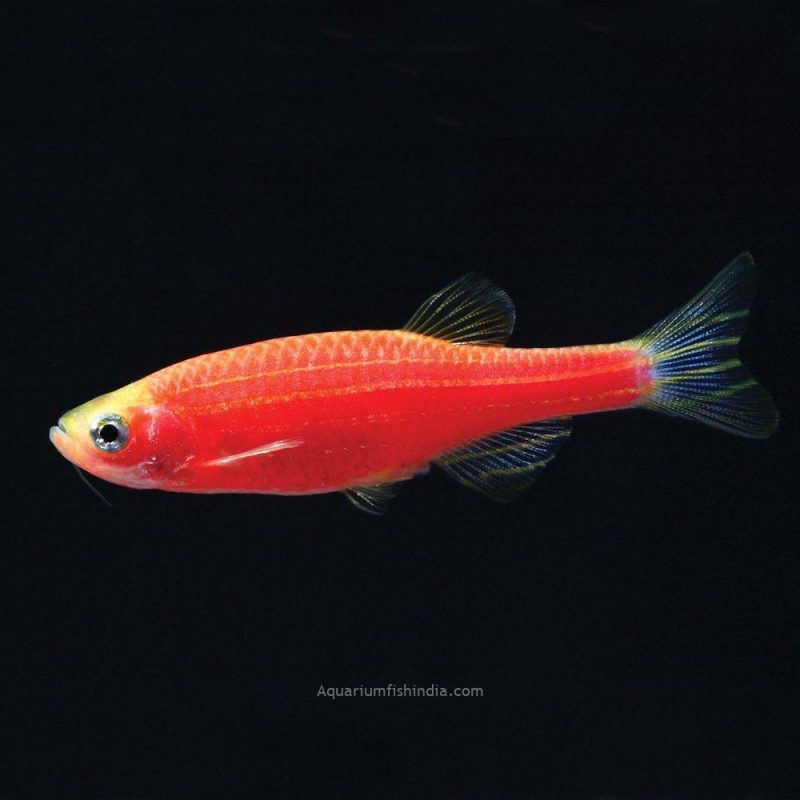 Starfire Red Danio Fish