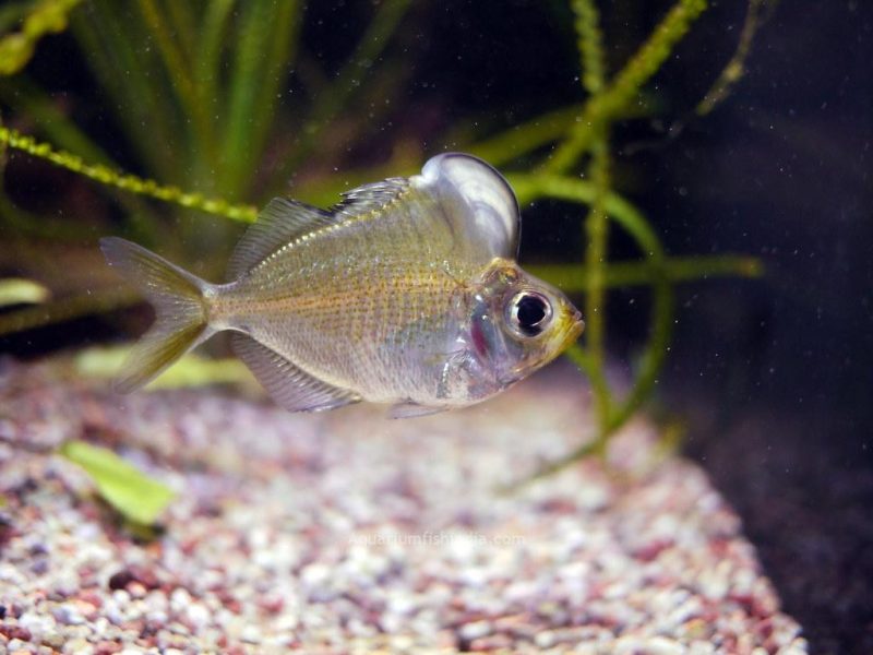 Humphead Glassfish