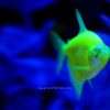 Electric Green Glo Fish