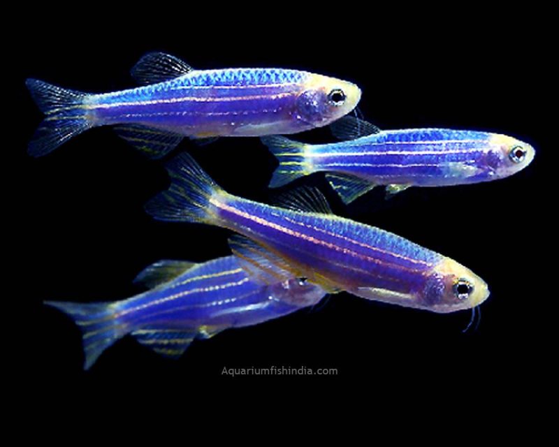 Cosmic Blue Danio Fish