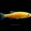Sunburst Orange Glo Fish
