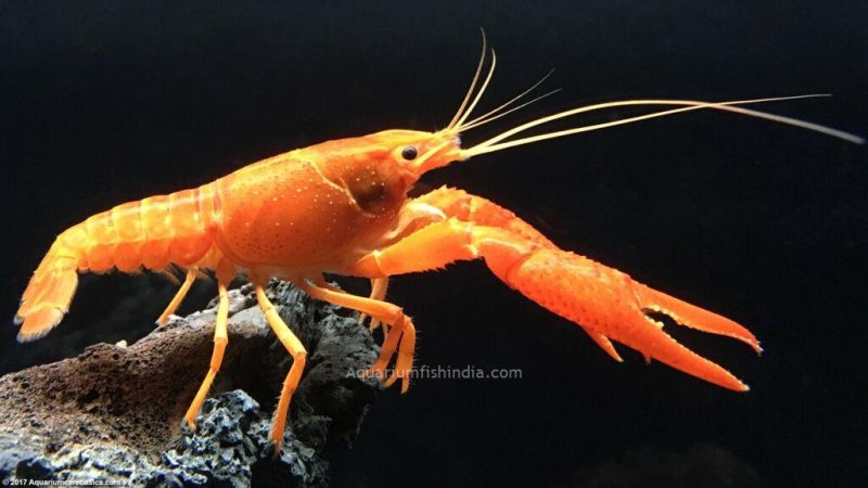  Freshwater Red Lobster