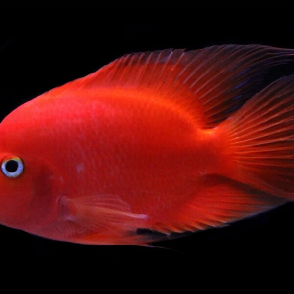 Red Kingkong Parrot Fish