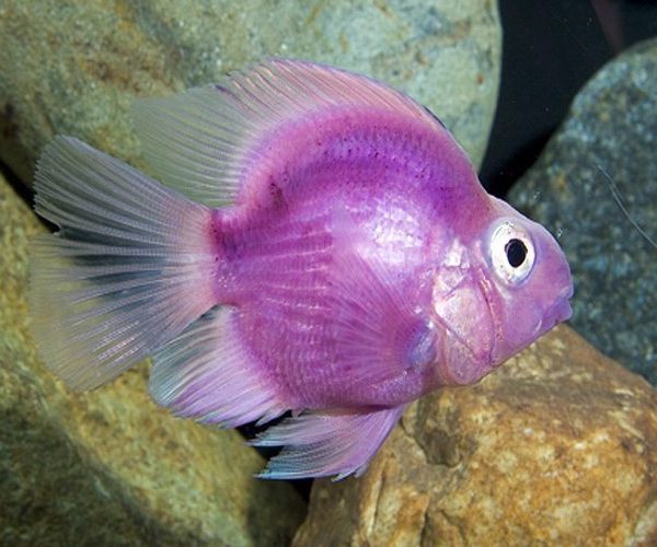 Pink Parrot Fish