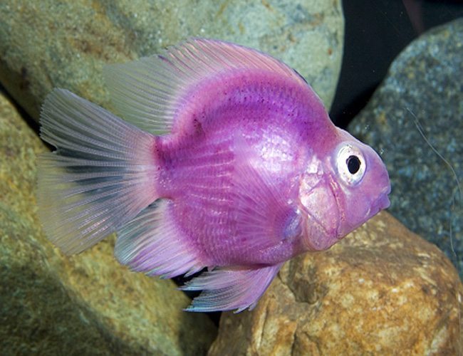 Pink Parrot Fish