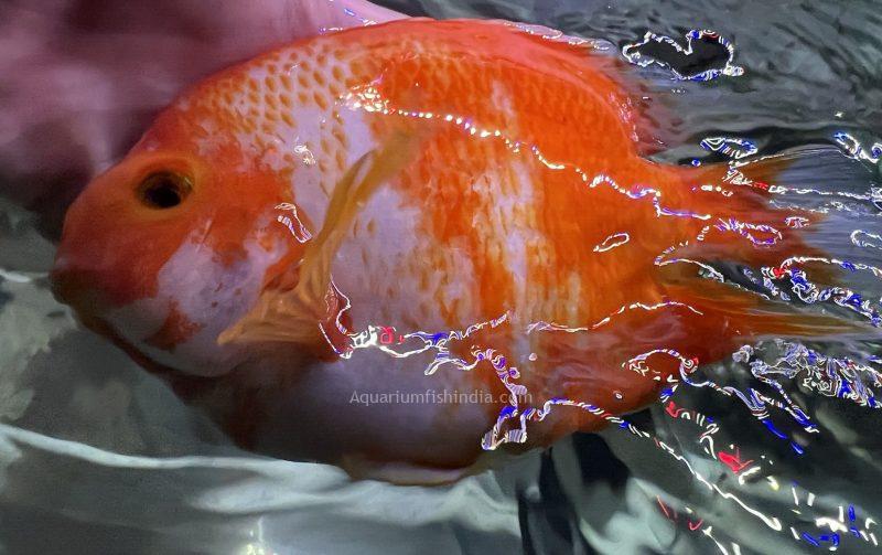 Red & White Kingkong Parrot Fish