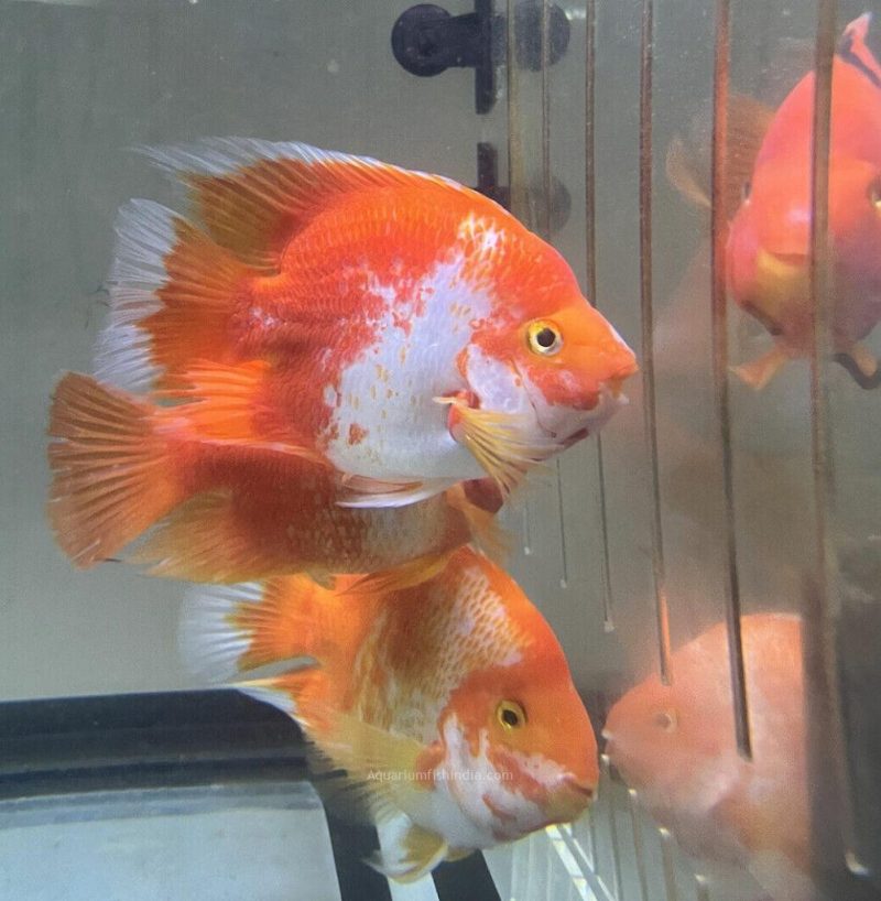 Red & White Kingkong Parrot Fish