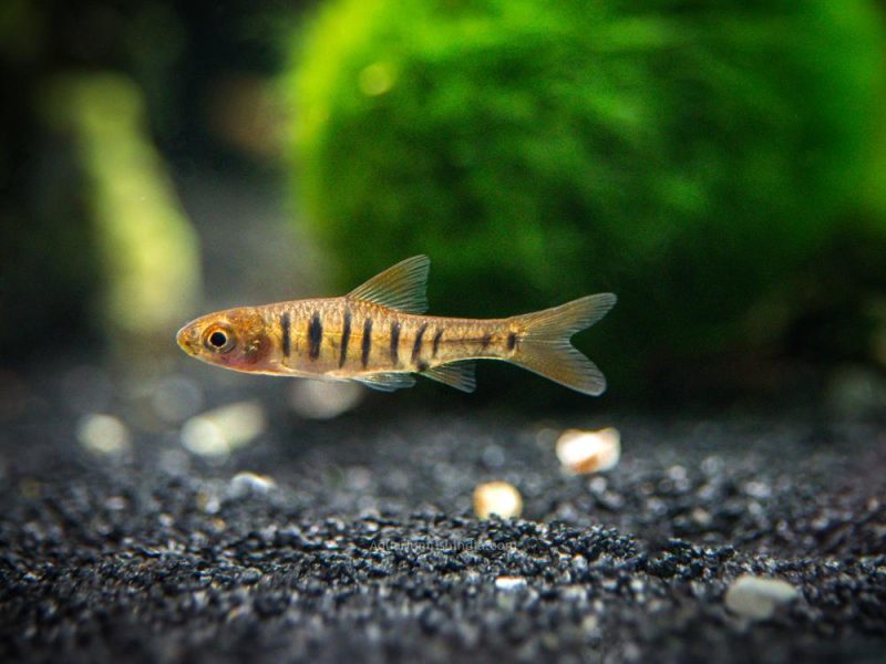 African Banded Barb