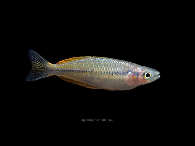 Ajamaru Lakes Rainbowfish