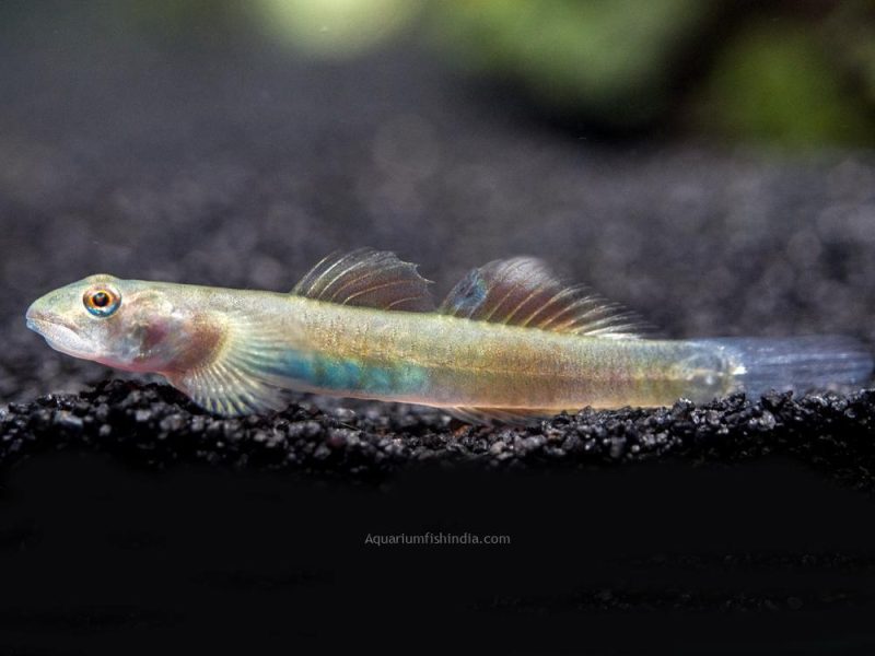 Blue Belly Red Goby