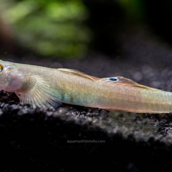 Blue Belly Red Goby