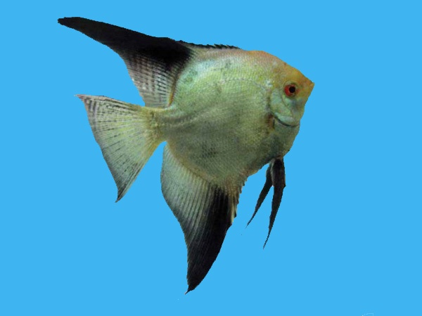 Bulgarian Angelfish