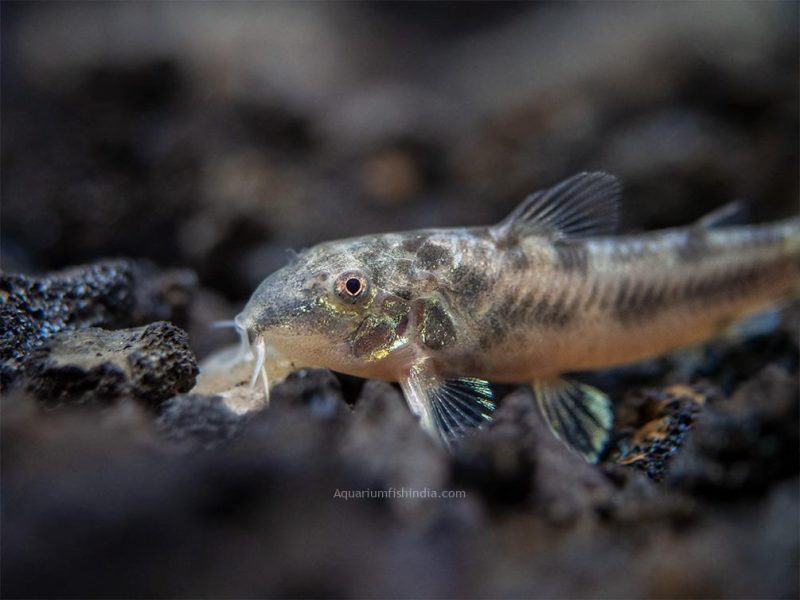 Aspidoras Dwarf Catfish