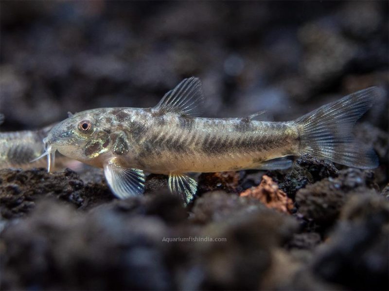 Aspidoras Dwarf Catfish
