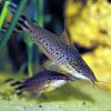 Flagtail Porthole Catfish