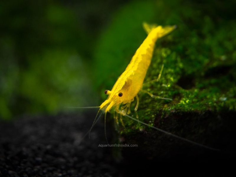 Golden Back Yellow Shrimp