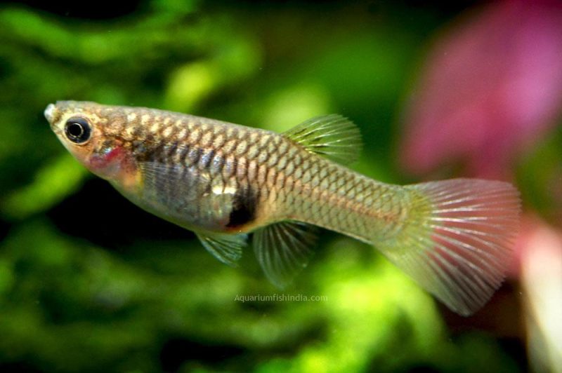 Japan Blue Red Double Sword Guppy