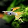 Japan Blue Red Double Sword Guppy