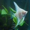 Albino Dantum Angelfish