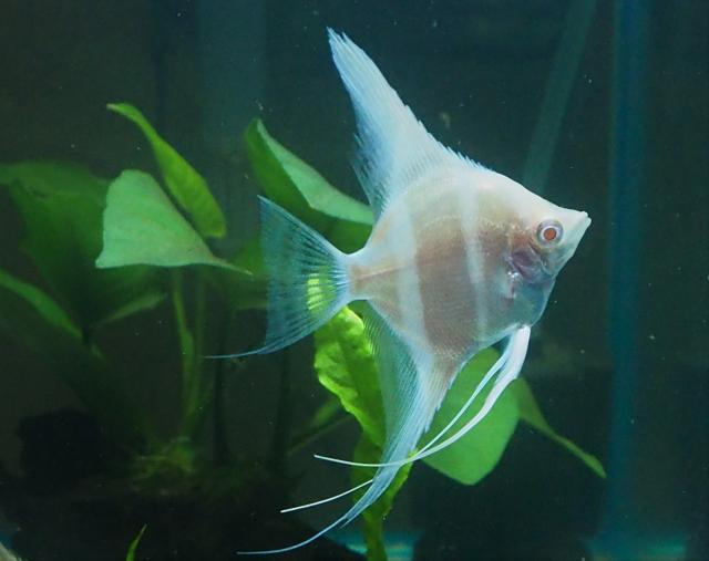 Albino Dantum Angelfish