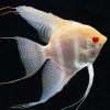 Albino Manacapuru Angelfish