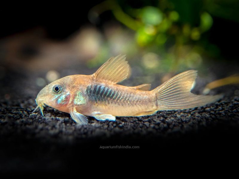 RedLongfin Aeneus Cory Catfish