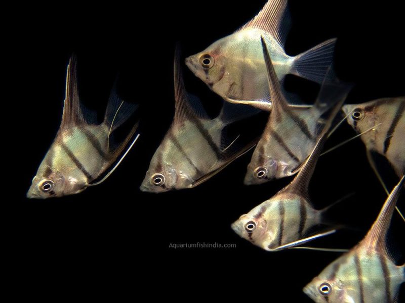 Manacapuru Angelfish