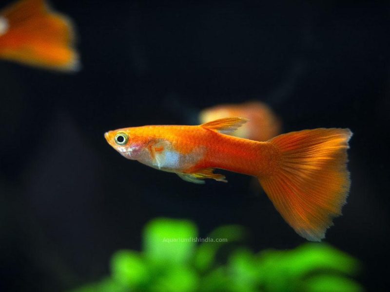 Red Moscow Guppy
