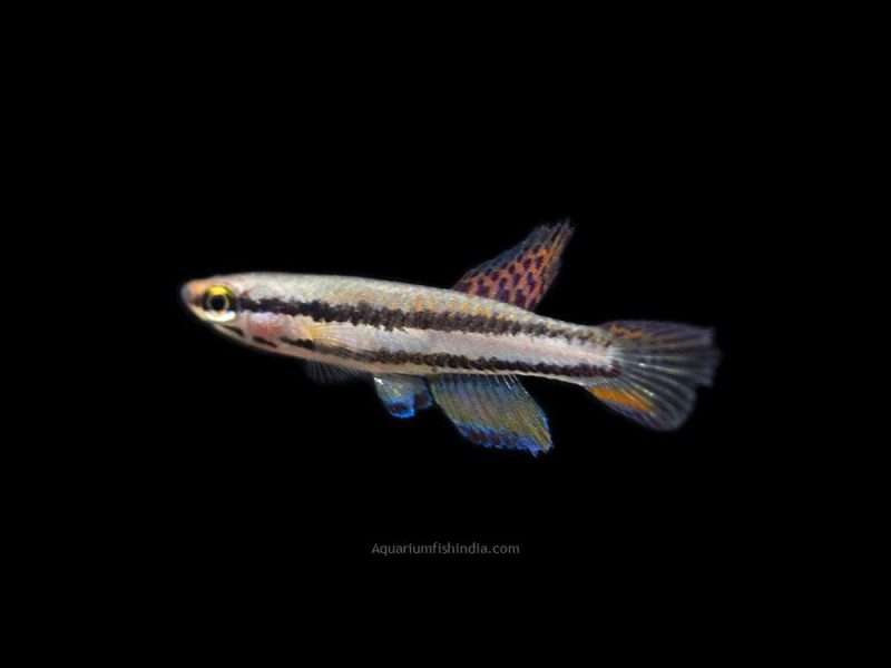 Rainbow Lyretail Killifish