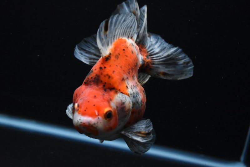 Ryukin Calico Gold Fish