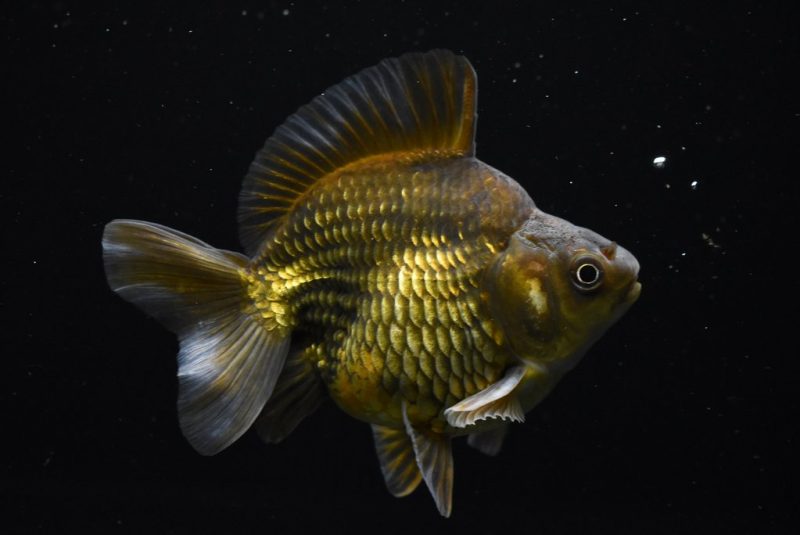 Ryukin Calico Copper Gold Fish