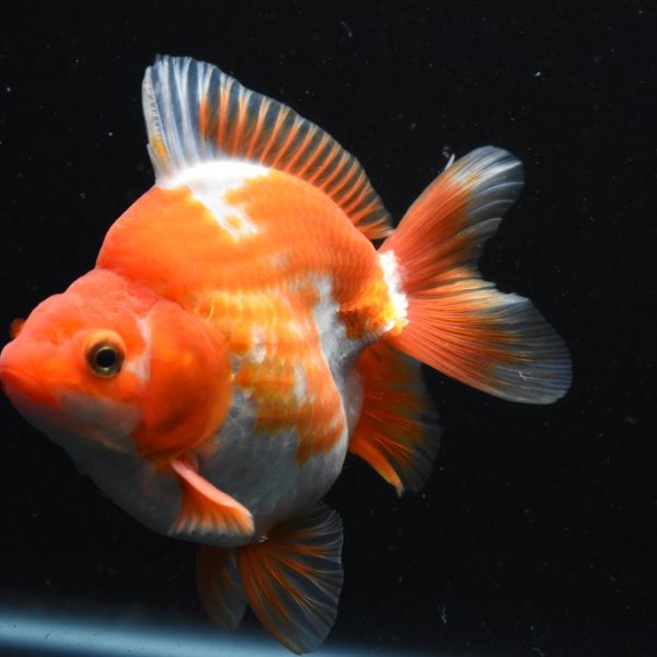Ryukin Red White Gold Fish