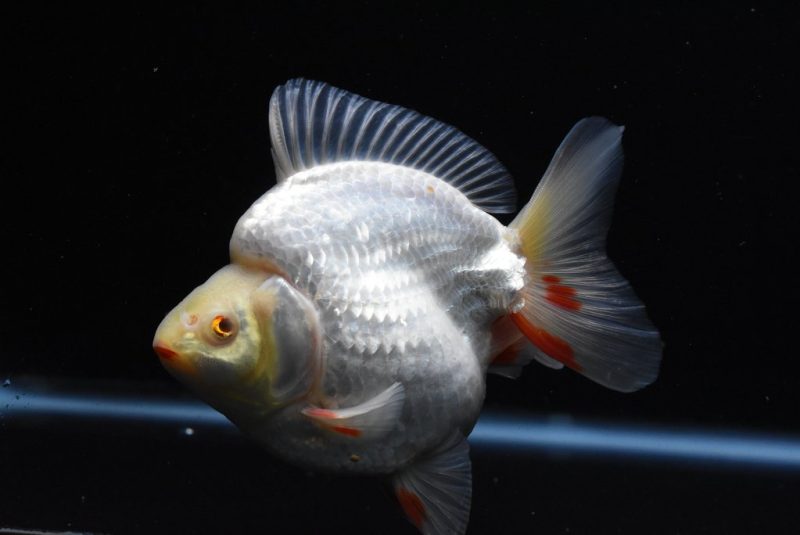 Ryukin White Gold Fish