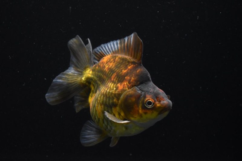 Ryukin Calico Gold Fish